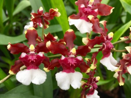 A close up of some flowers with green leaves
