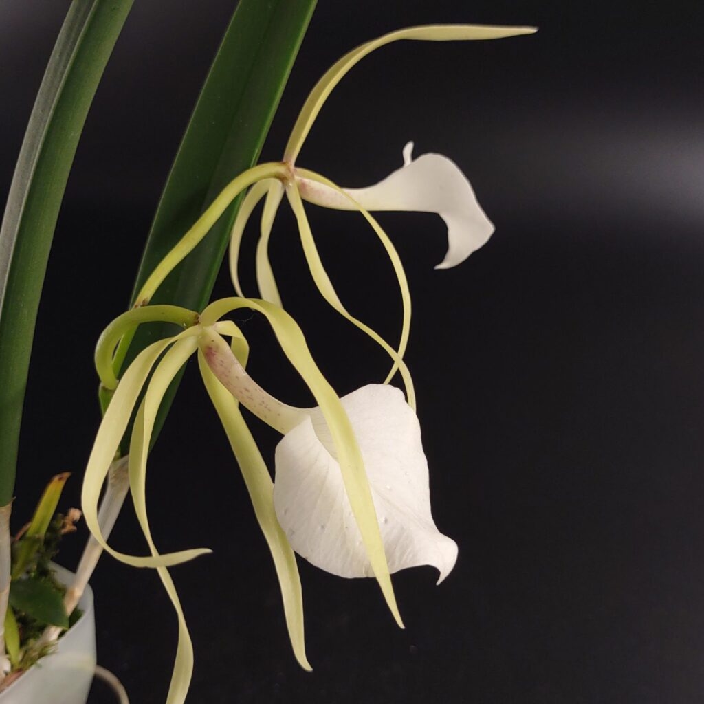 Brassavola Nodosa Blooming Size - Kalapana Tropicals