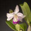 Clty. Spring Fragrance - 4" Blooming size
