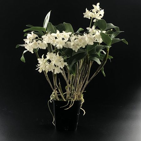 A plant with white flowers in a black pot.