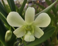 A close up of the flower of an orchid plant