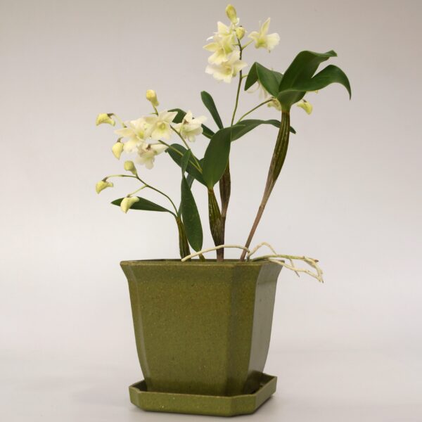 A green pot with some white flowers in it
