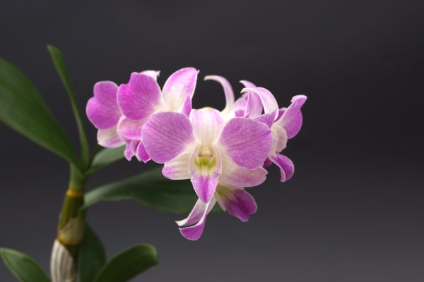 A close up of the flower of an orchid