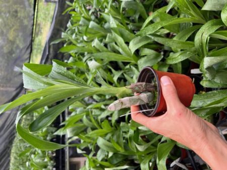 A person holding a plant in their hand.