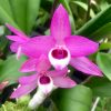 Den. parishii fma. Petaloid x Hsinying Sweetscent 'W-3'- Blooming Size