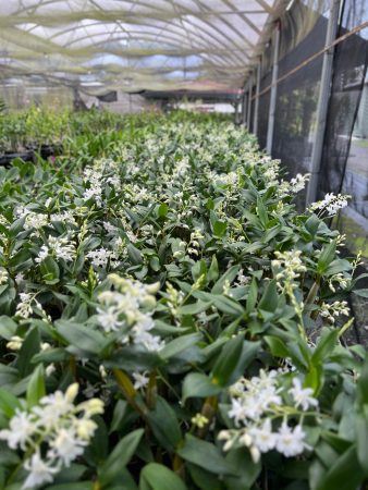 A large amount of white flowers in a greenhouse.