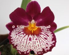 A close up of the flower of an orchid