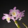 36 Assorted Nobile Dendrobium- Blooming Size