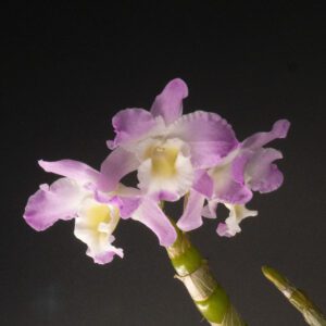 36 Assorted Nobile Dendrobium- Blooming Size