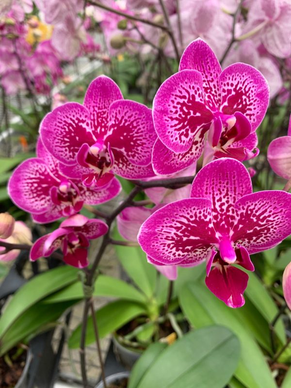 Buy Live Orchids from Hawaii - Kalapana Tropicals Wholesale & Retail