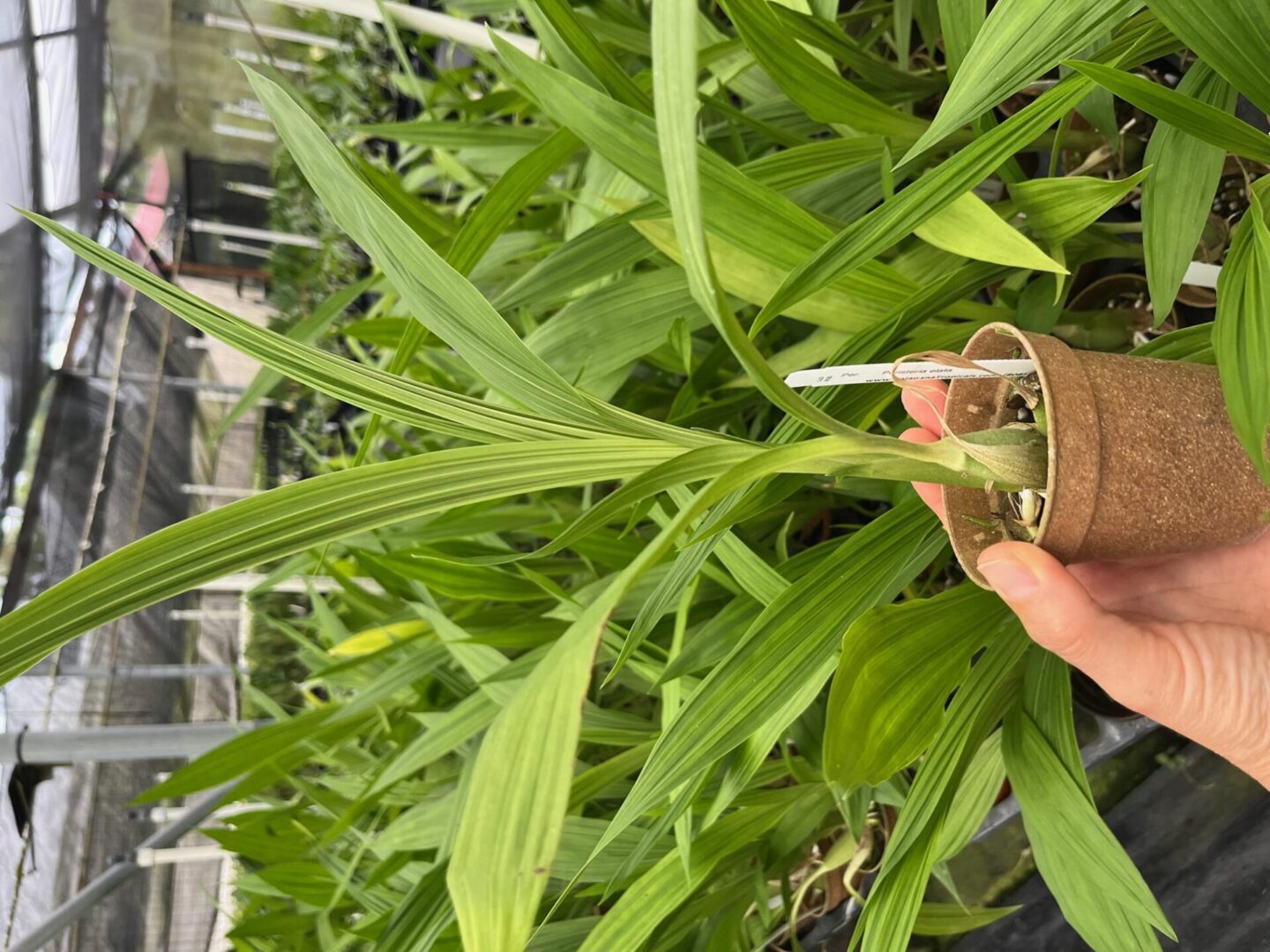 A person holding a plant in front of many plants.