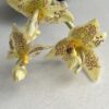Stanhopea oculata, Blooming Size,  4" pot TIME TO BUY!