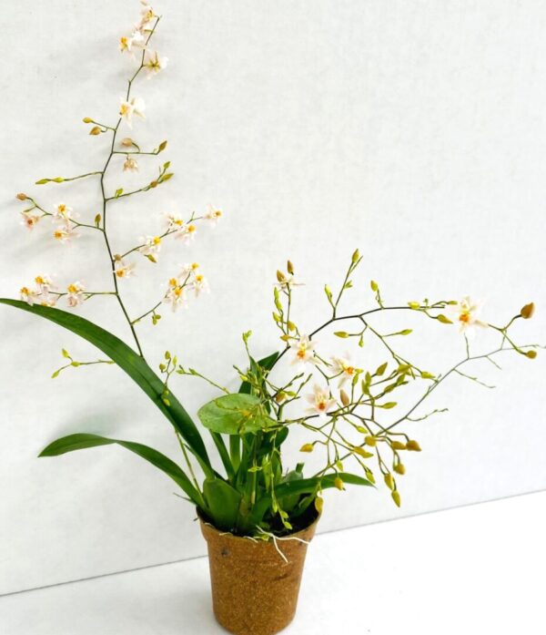 Buy Live Orchids from Hawaii - Kalapana Tropicals Wholesale & Retail