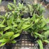 30 Surprise Cattleya, Blooming Size (Not in Bloom)