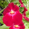 Mps. Bert Field 'Crimson Glow'- Blooming size SALE!  No spike