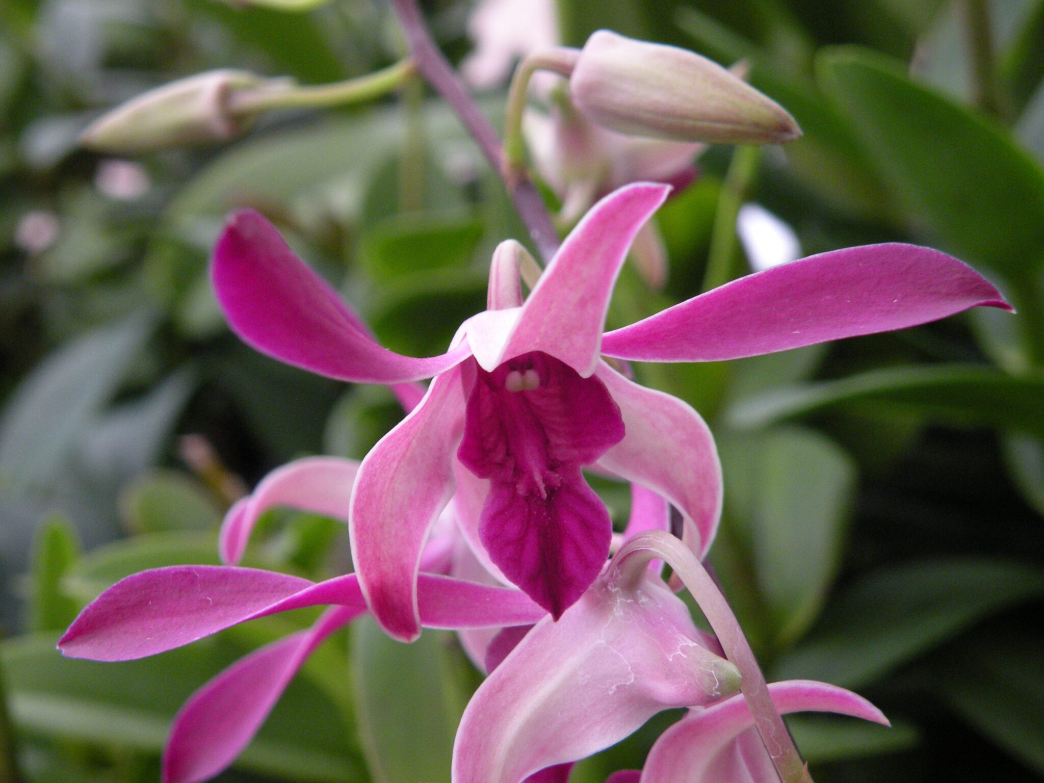 - Graceful Dance Of Orchids