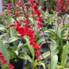 Weekly Special 07/29/24  **36 Plants in bud/spike!  -shipping included-