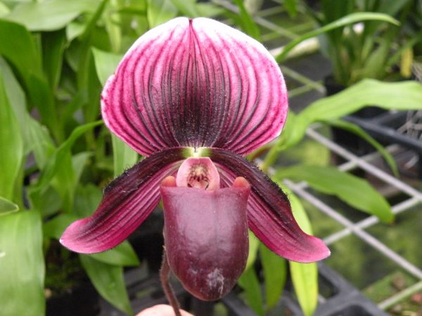 Paph. Maudiae Hybrids Lady Slippers Blooming Size