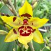 Odontocidium Wildcat 'Yellow', Bloom Size
